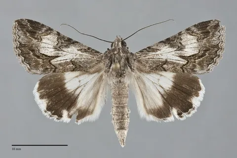 Melipotis jucunda