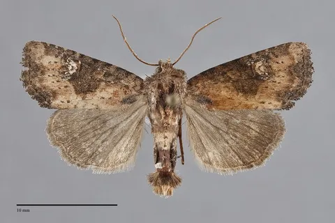 Mesapamea fractilinea