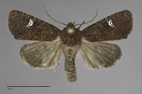 Mesapamea secalis