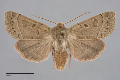 Mesogona olivata