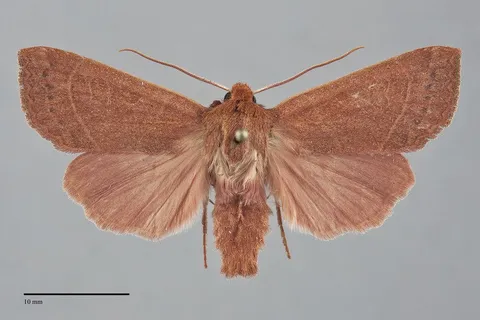 Mesogona rubra