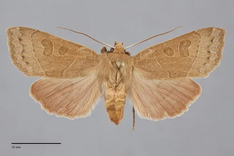 Mesogona subcuprea