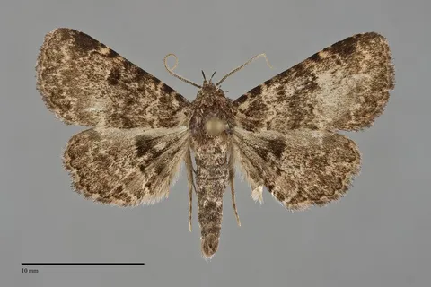 Metalectra bigallis