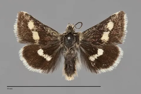 Microhelia angelica