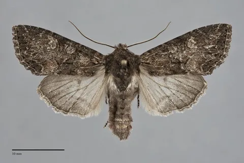 Mniotype ducta