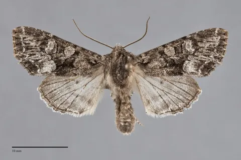 Mniotype pallescens