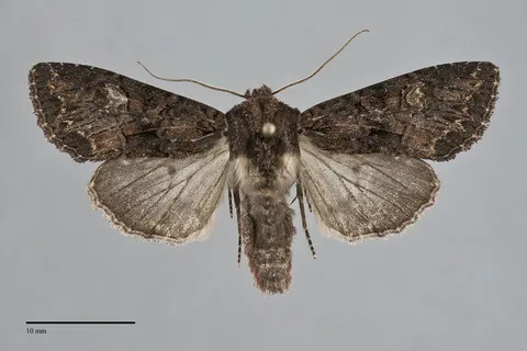 Mniotype tenera