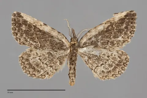 Mycterophora inexplicata