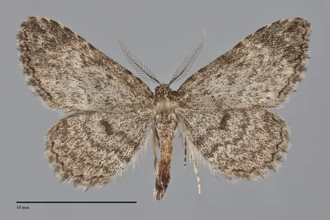 Mycterophora longipalpata