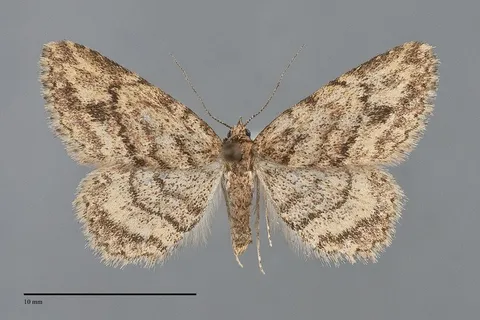 Mycterophora monticola