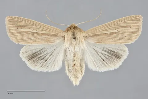 Mythimna oxygala