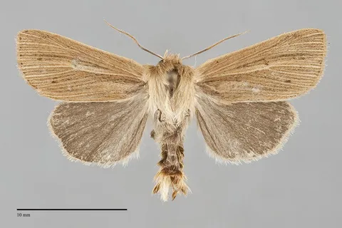 Mythimna yuconensis