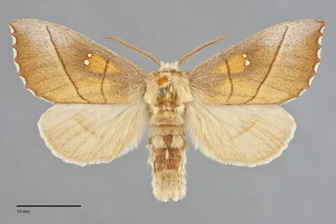 Nadata gibbosa
