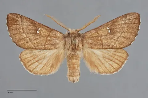 Nadata oregonensis