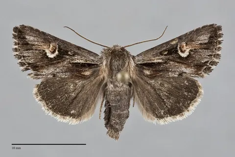 Nedra hoeffleri