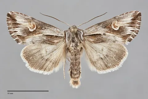 Nedra stewarti