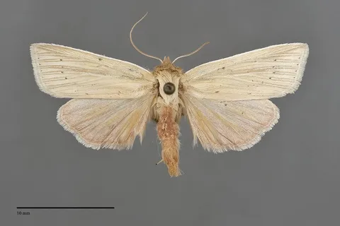 Neleucania praegracilis