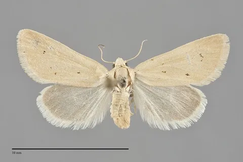 Neogrotella spaldingi
