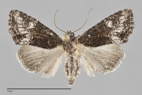 Neoligia albirena