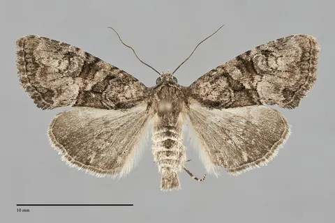Neoligia invenusta