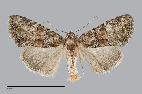 Neoligia lancea