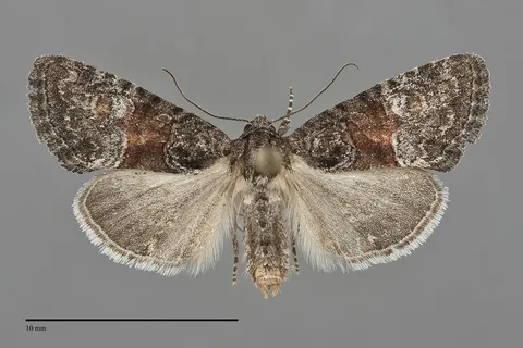 Neoligia lillooet
