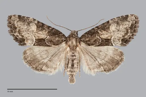 Neoligia subjuncta