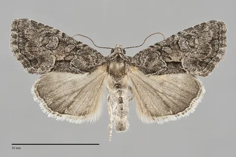 Neoligia tonsa