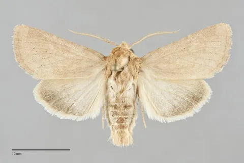 Nephelodes demaculata