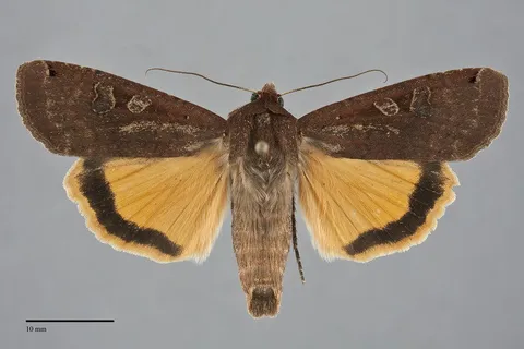 Noctua pronuba