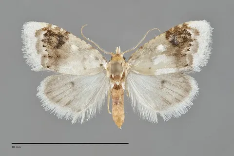 Nola cilicoides