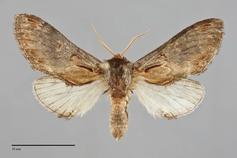 Notodonta manitou