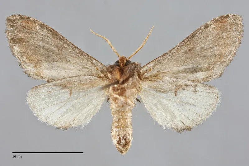 Notodonta manitou