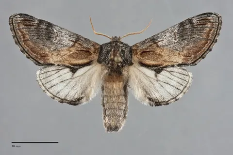 Notodonta pacifica