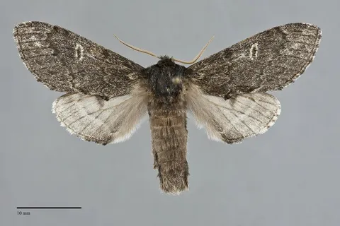 Notodonta torva