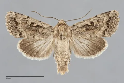 Nudorthodes texana