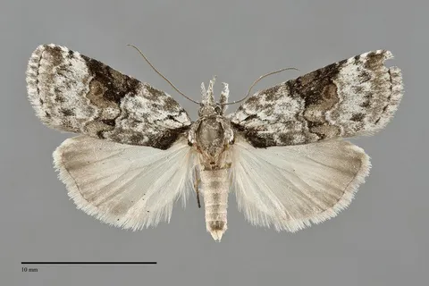 Nycteola cinereana