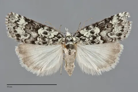 Nycteola columbiana