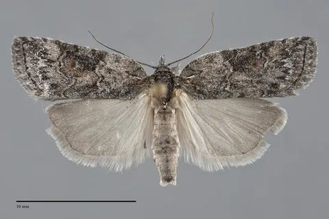 Nycteola frigidana