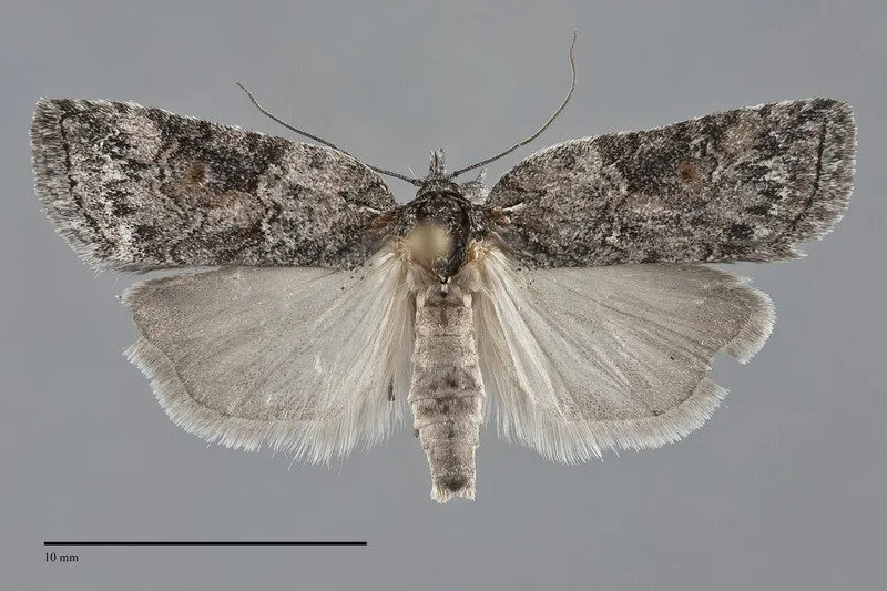 Nycteola frigidana