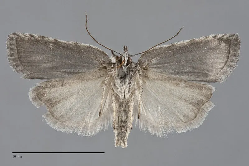Nycteola frigidana