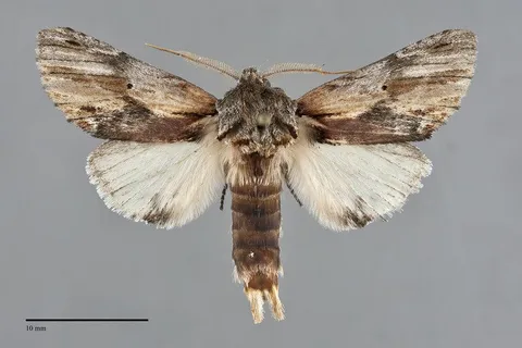 Oedemasia salicis