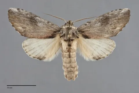 Oedemasia semirufescens