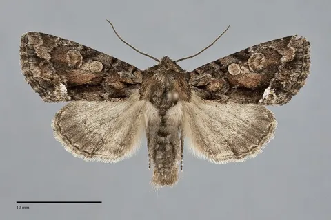 Oligia divesta