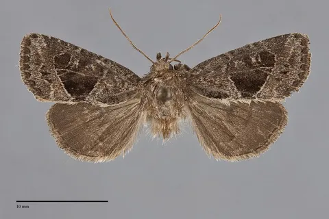 Oligia obtusa