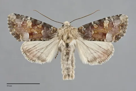 Oligia rampartensis