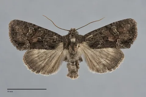 Oligia tusa