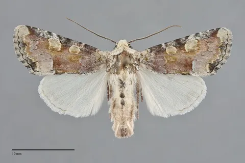 Oligia violacea