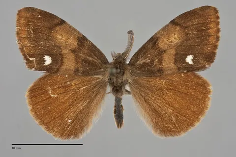 Orgyia antiqua