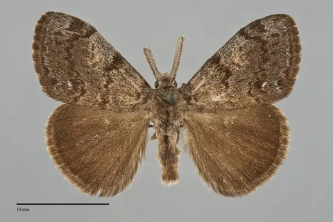 Orgyia cana